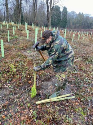 tree planting