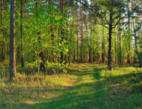 Prize-winning Woodland?  The RFS Excellence in Forestry Awards 2010