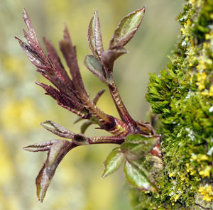 elder-bud-burst