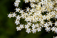 Elder (Sambucus nigra) - Elder Lore and Elderflower Recipes