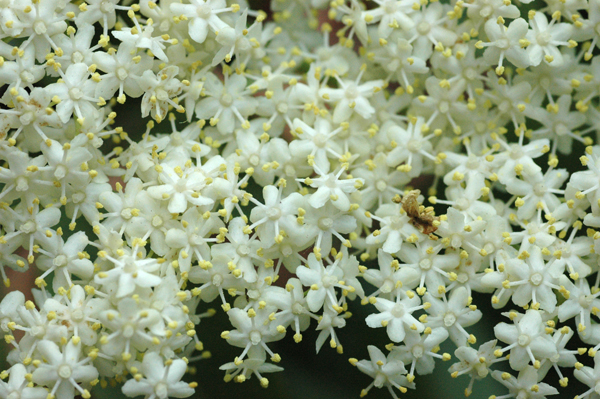 elderflower1