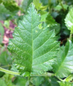 elm-leaf