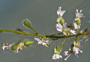 enchant flowers alt