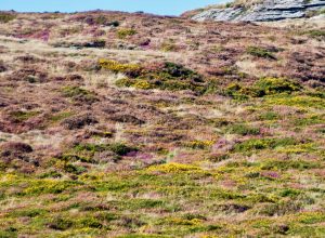 The lost trees of Dartmoor