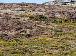 exmoor heather