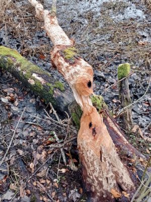 beaver damage