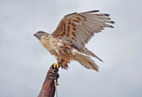 Falconry and Woodlands