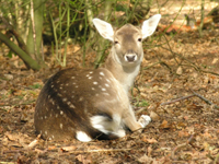 Fallow deer