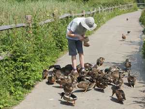 feeding the birds at your table feeding the birds at your table