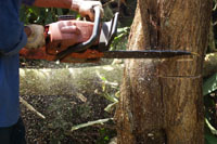 Felling a Small Tree