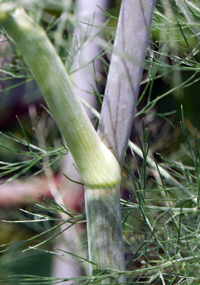 fennel stem
