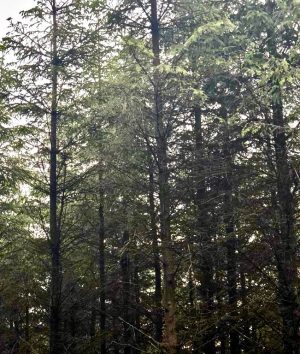 coniferous forest
