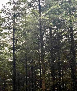 coniferous forest