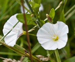 field bindweed