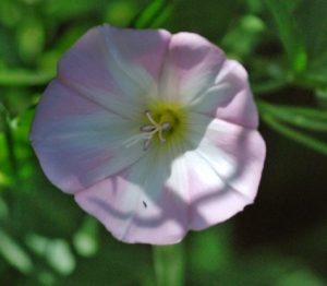 field bindweed