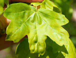 field-maple-leaf