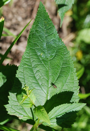 figwort leaf 2