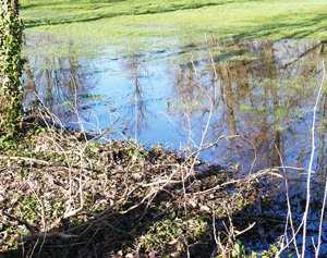 Trees and flood mitigation