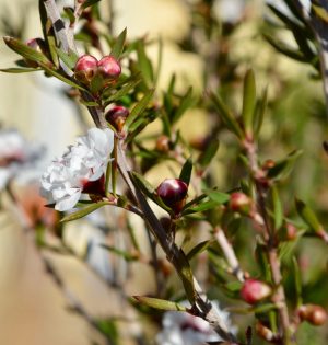 Leptospermum Image by sixmique from Pixabay 