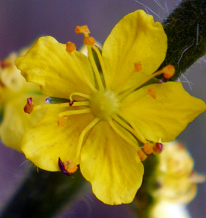 flower agrimony