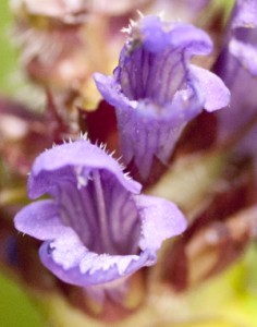 flower selfheal 2