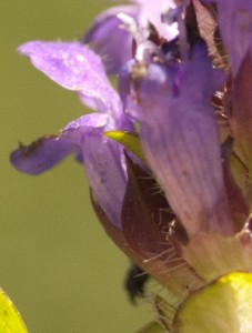 flower selfheal