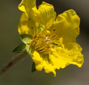 flower silverweed