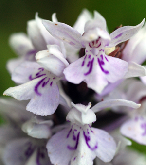 flower spotted orchid