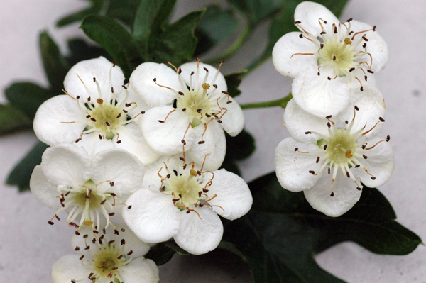 flowerhawthorn