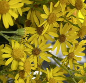 The ragwort.