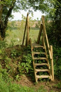 Woodland steps – part 1