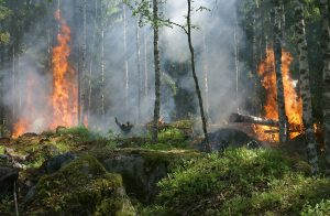 Forest fires in Sweden