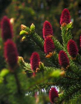 Forests blooming