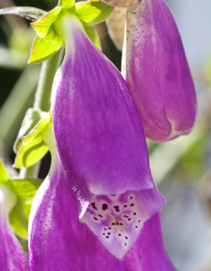 Woodland and hedgerow plants : the foxglove