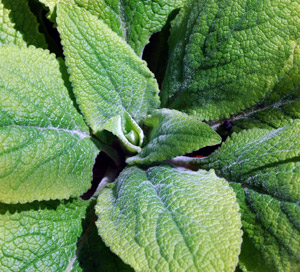 foxglove-leaves rosette