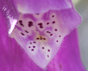 Pollution and pollinators.