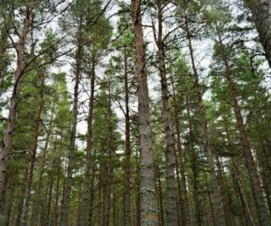 Scotland’s lost trees.