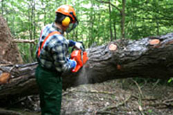 Free Courses for Purchasers with Woodlands.co.uk