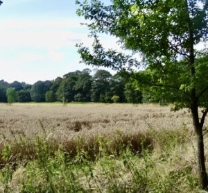 The importance of small woodlands