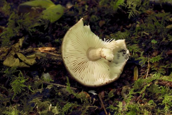 Note the gills are described as 'free' in that they aren't attached to the stem