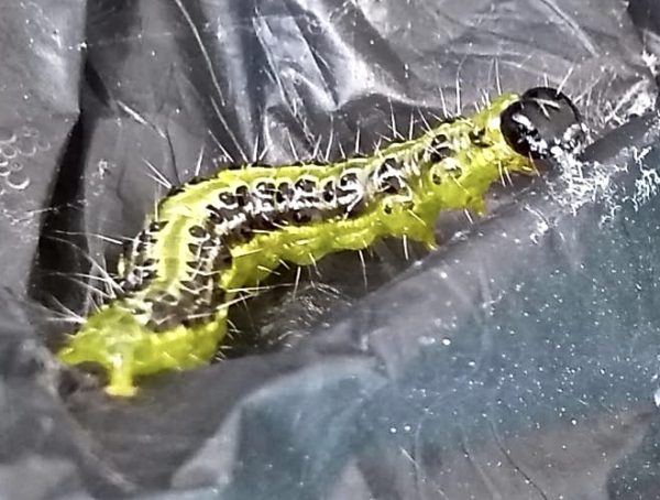 Box caterpillar