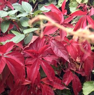 The colours of autumn leaves, and fruits.