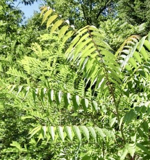 ailanthus leaves