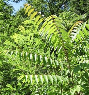 leaves of tree of heaven