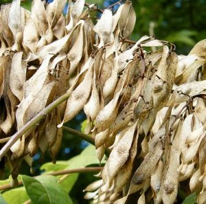 seeds of Ailanthus