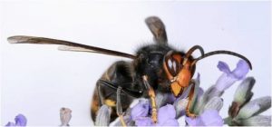 Another threat to bees - the Asian hornet.