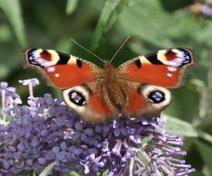 The 2017 Big Butterfly Count