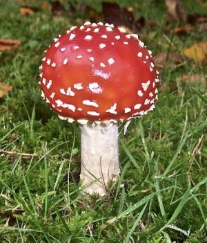 The Monthly Mushroom : Fly Agaric