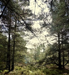 A year in our very own woodland – by Mark Vesey 