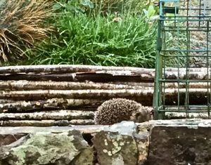 Helping Hands for Hedgehogs